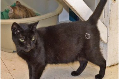 Pet of the Week: Black Cat Seeks Happy Home