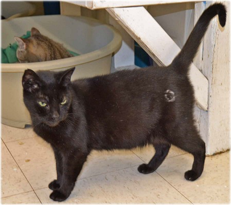 Pet of the Week: Black Cat Seeks Happy Home